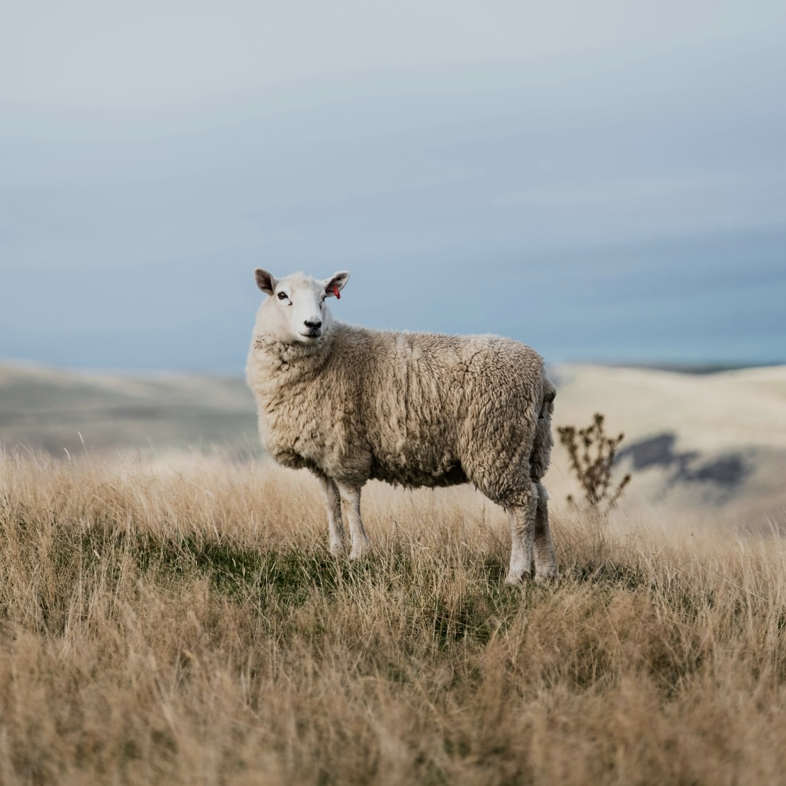 Psalm 044 banner image.jpg